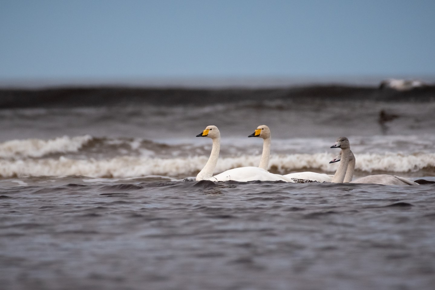 Whooper swans swimming in the surf