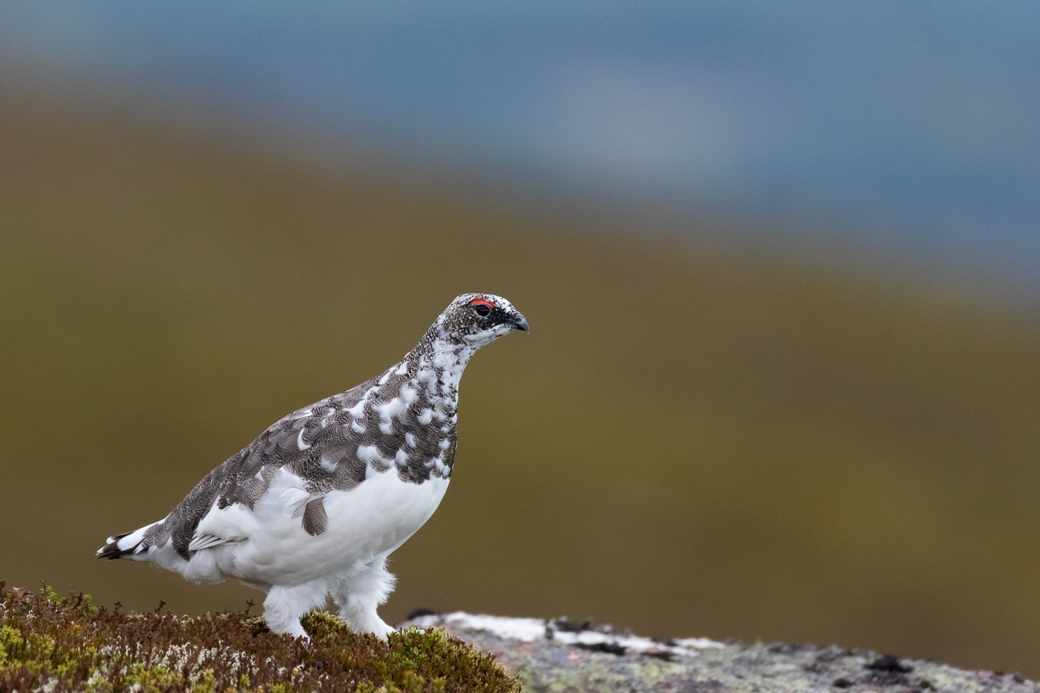 Ptarmigan walking to the right