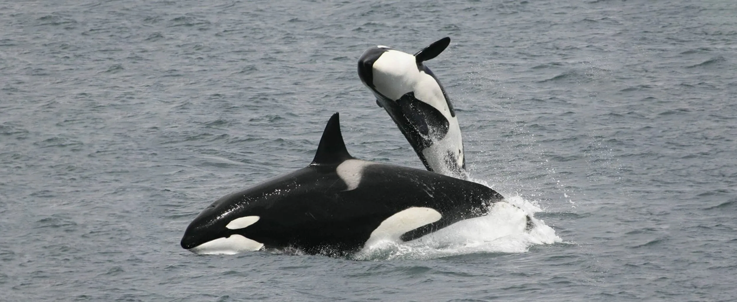 は*と様 ORCA MARKII Orca, Orca! - WDC Scottish Dolphin Centre - Spey Bay, Moray Firth