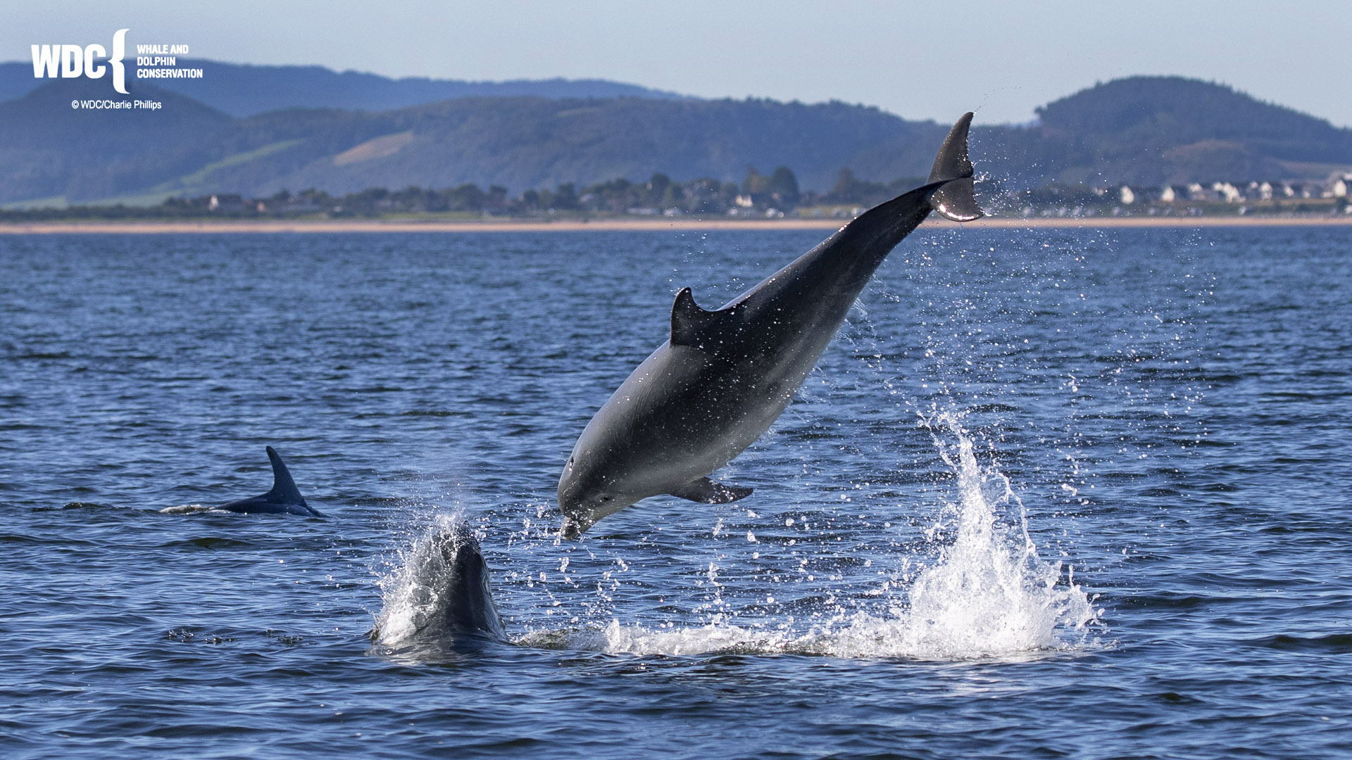 Bottlenose Dolphin taken by Charlie Philips