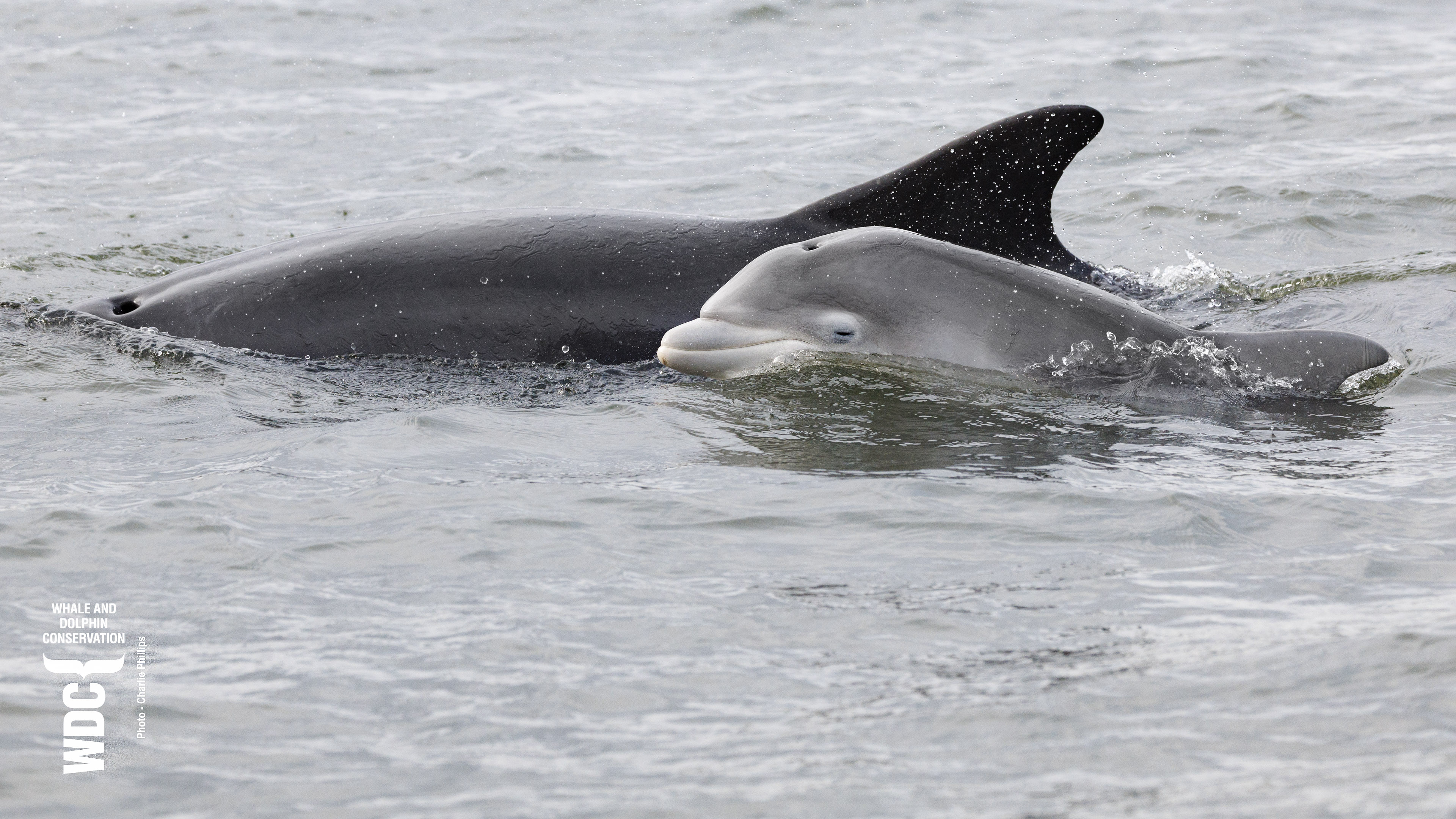 Bottlenose Dolphin