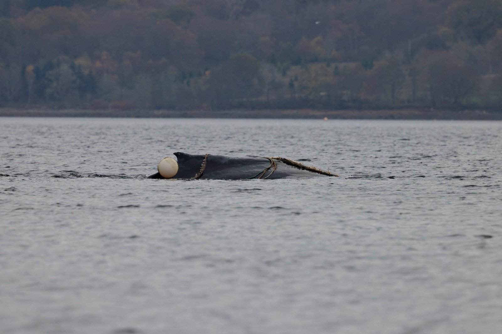 Entangled Humpback Whale