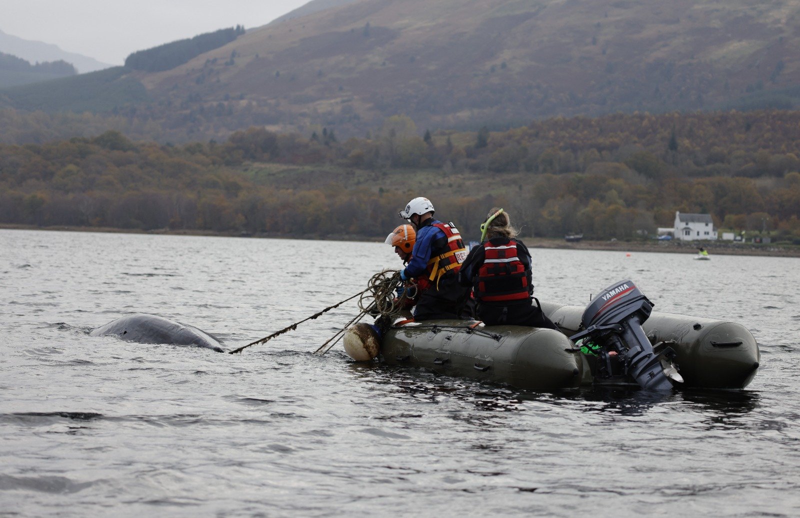 Rescuers freeing Whale