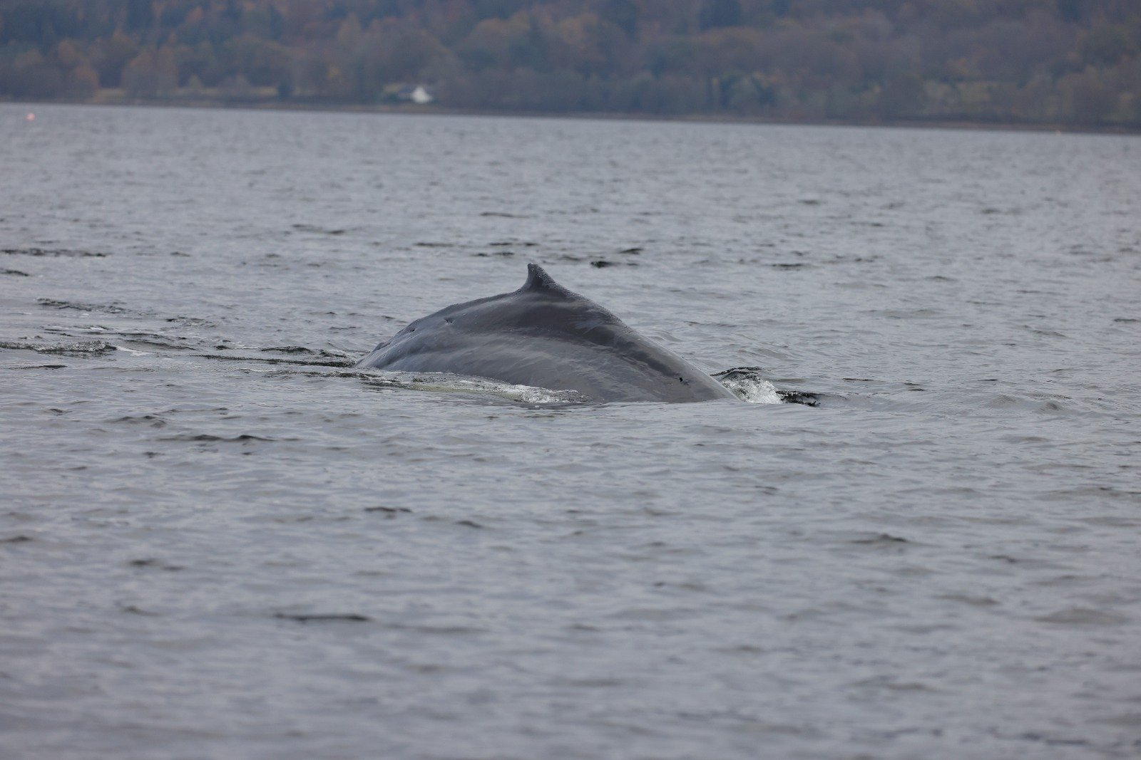 Whale swimming free